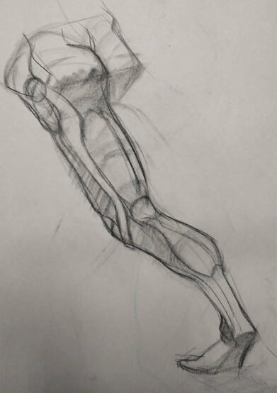 Back Leg Study