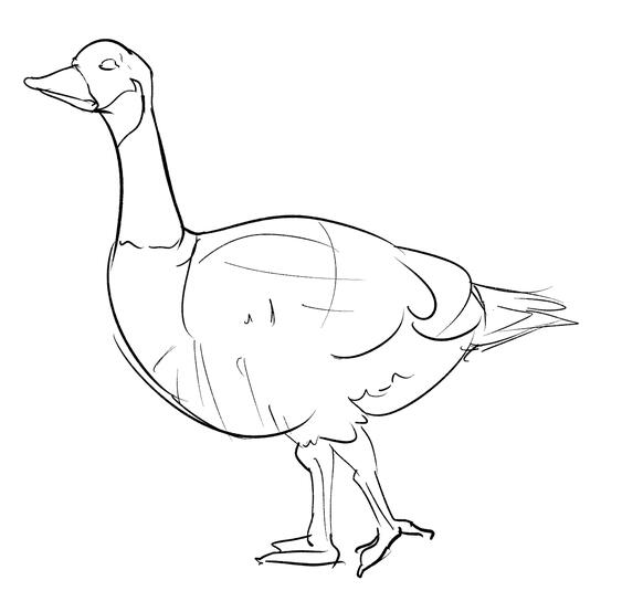 Duck